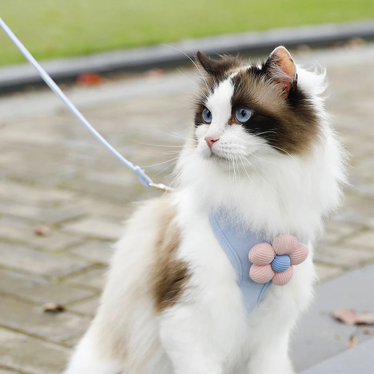 Adjustable Cat & Dog Harness with Leash Set