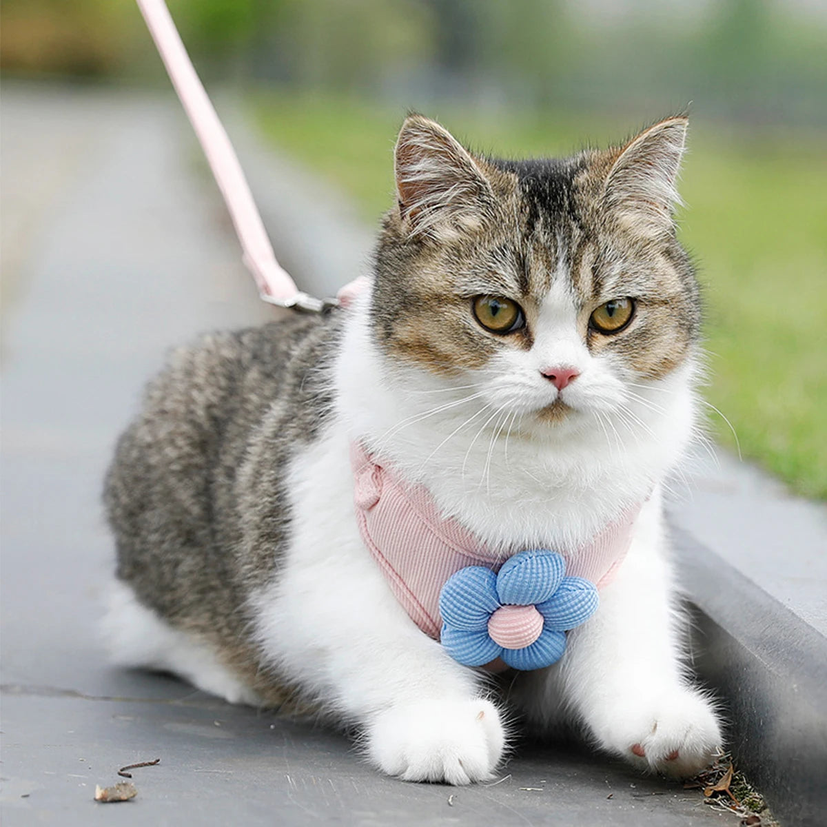 Adjustable Cat & Dog Harness with Leash Set