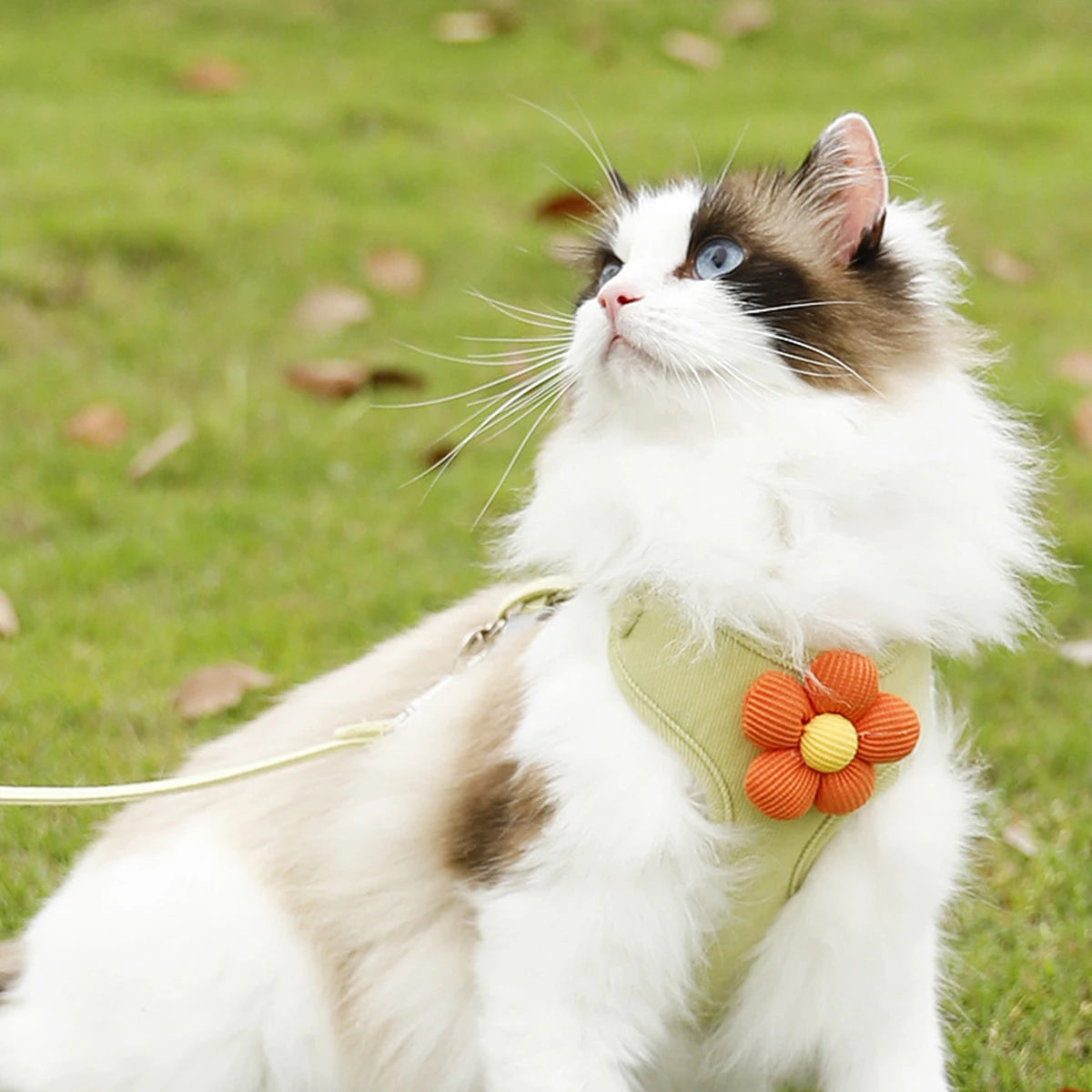 Adjustable Cat & Dog Harness with Leash Set